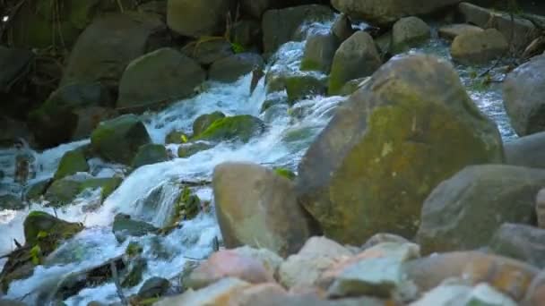 Small river or creek stream — Stock Video