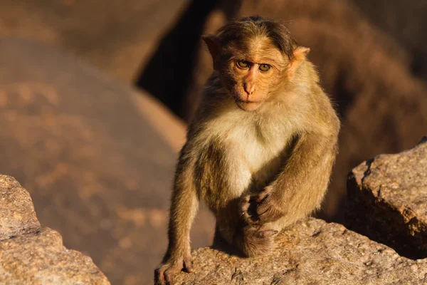 Affe im Berg — Stockfoto