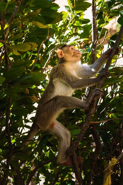 ลิงในป่า — ภาพถ่ายสต็อก