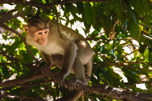 Monkey in the forest — Stock Photo, Image