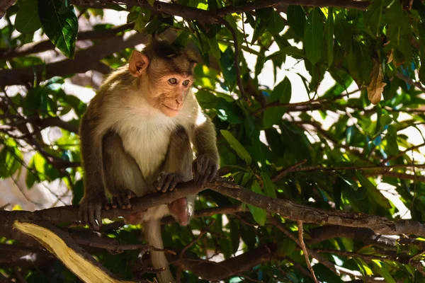 Monkey in the forest — Stock Photo, Image