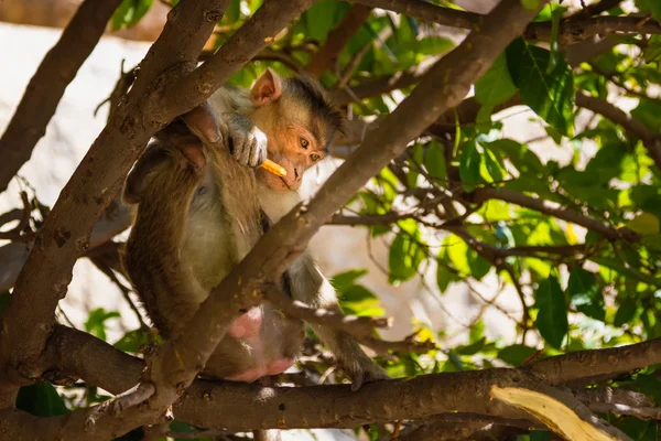 Monkey in the forest — Stock Photo, Image