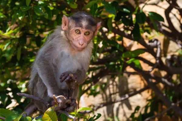 Monkey in the forest — Stock Photo, Image