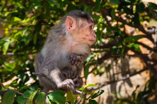 Monkey in the forest — Stock Photo, Image