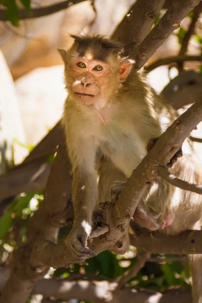 Monkey in the forest — Stock Photo, Image