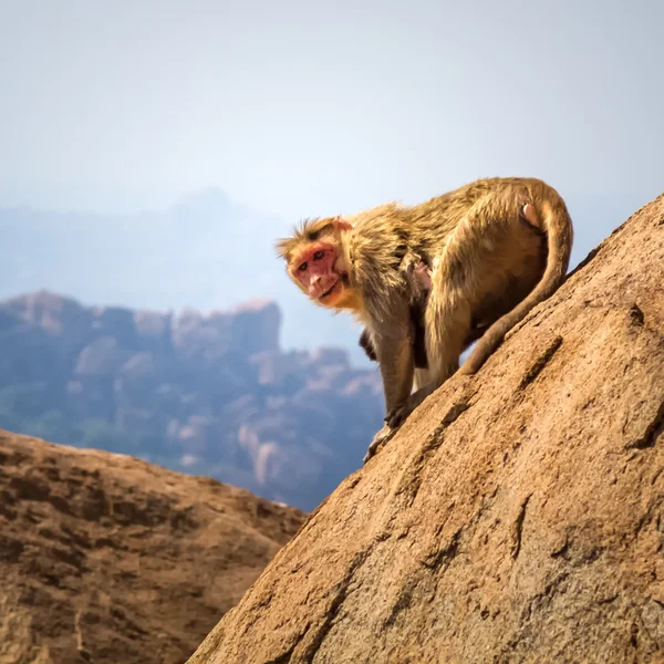ลิงในภูเขา — ภาพถ่ายสต็อก