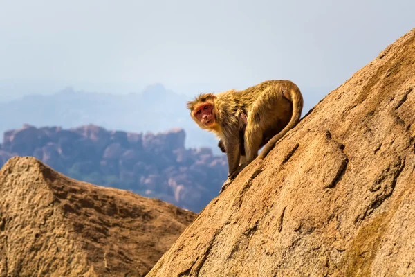 Monkey in the mountain — Stock Photo, Image