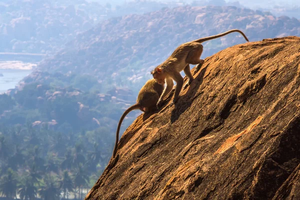 Monkeys in the mountain — Stock Photo, Image