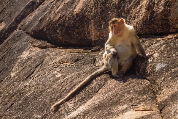 Monkey in the mountain — Stock Photo, Image