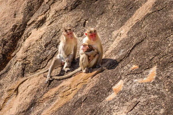 Aap familie in de bergen — Stockfoto