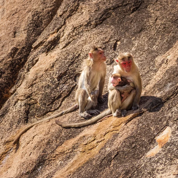 Familia de monos en la montaña —  Fotos de Stock