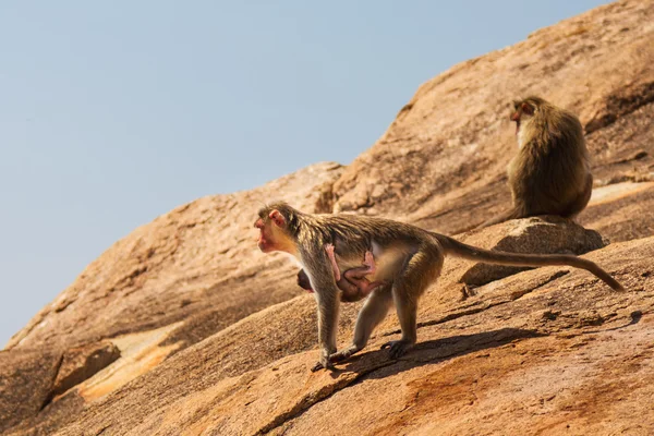 Monkey family in the mountain — Stock Photo, Image