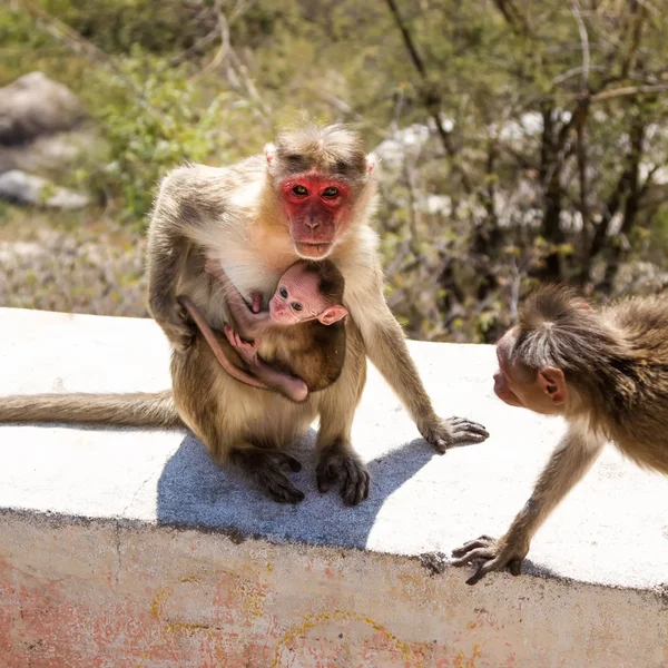 Monkey — Stock Photo, Image