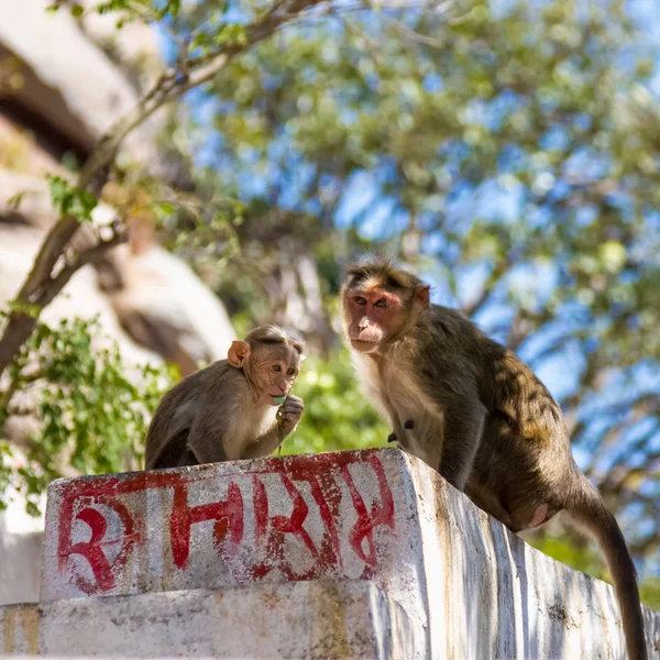 Monkey — Stock Photo, Image