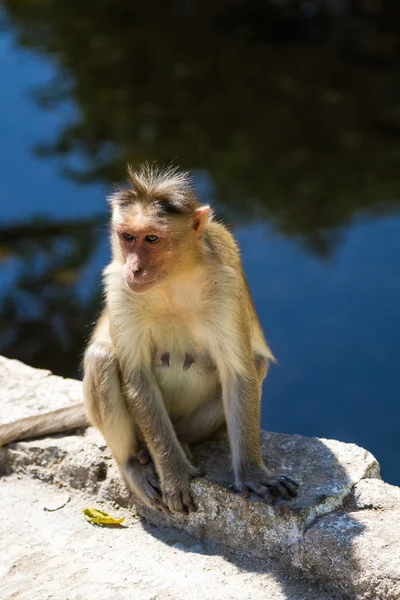 Monkey — Stock Photo, Image