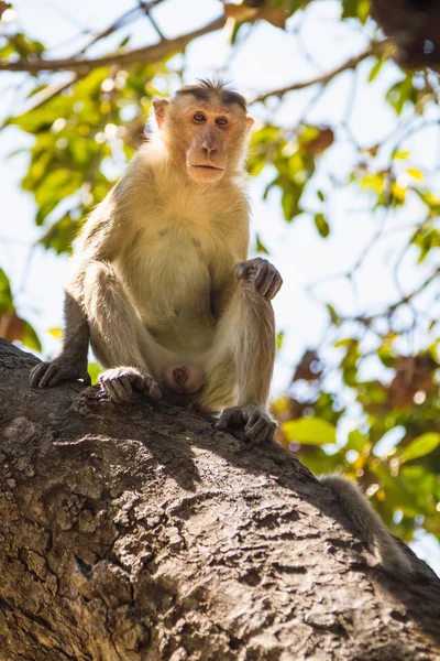 Affe im Wald — Stockfoto