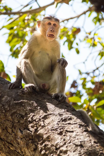 Monyet di hutan — Stok Foto