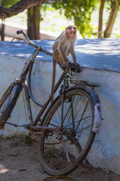 Monkey — Stock Photo, Image