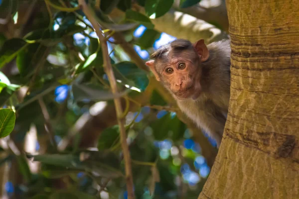 Monkey in the forest — Stock Photo, Image