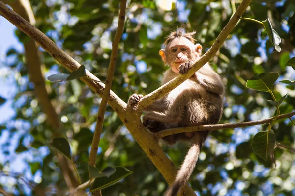 Monkey in the forest — Stock Photo, Image