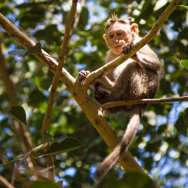 Monkey in the forest — Stock Photo, Image