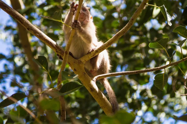 Monkey in the forest — Stock Photo, Image