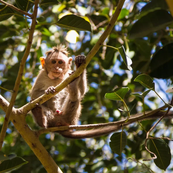 Monkey in the forest — Stock Photo, Image