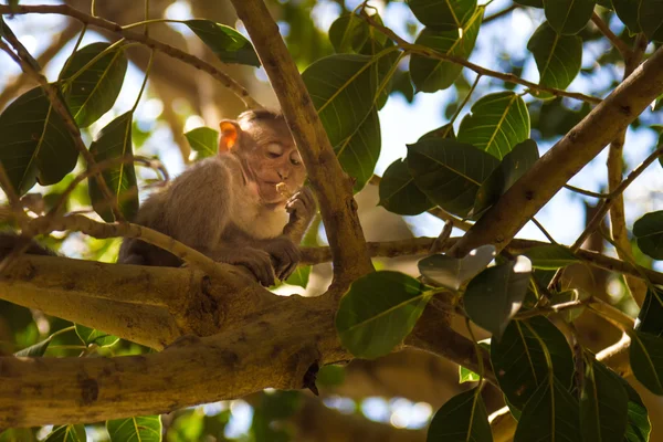 Monkey in the forest — Stock Photo, Image