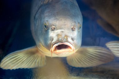 Sazan Balık Akvaryum veya rezervuar ubder su