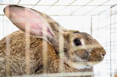 Tavşan ya da tavşan çiftliği hücresini