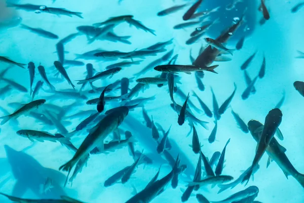 Peces en el acuario o depósito de aguas residuales —  Fotos de Stock