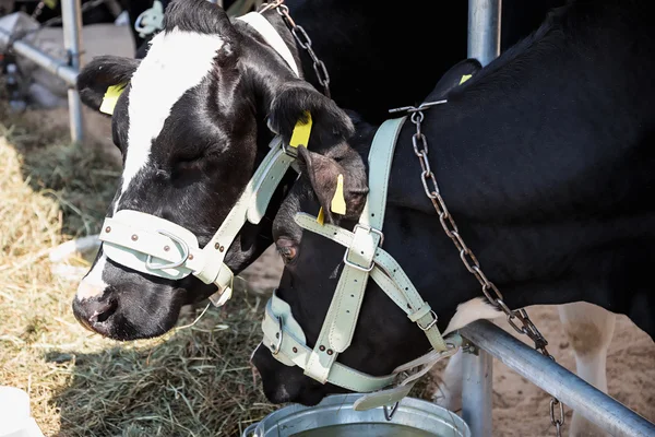 Vacas reproductoras en el establo — Foto de Stock