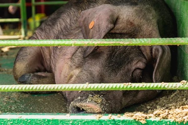 Jabalí dormido o cerdo en la celda — Foto de Stock