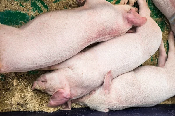 Sleeping pigs on farm. Farmland industry