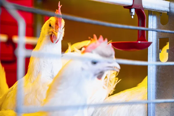 Pollo en incubadora o gallinero de granja — Foto de Stock