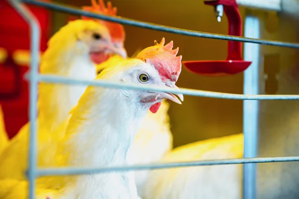 Pollo en incubadora o gallinero de granja — Foto de Stock