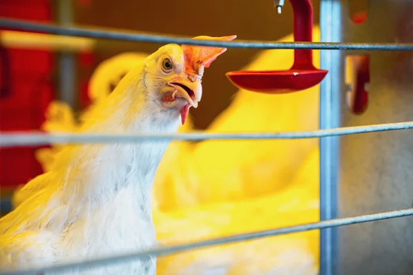 Pollo en incubadora o gallinero de granja — Foto de Stock