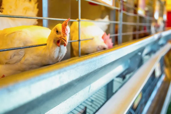 Pollo en incubadora o gallinero de granja — Foto de Stock