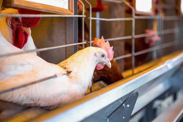 Pollo y polla en incubadora o gallinero de granja — Foto de Stock