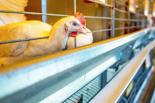 Pollo en incubadora o gallinero de granja — Foto de Stock