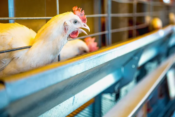 Pollo en incubadora o gallinero de granja — Foto de Stock