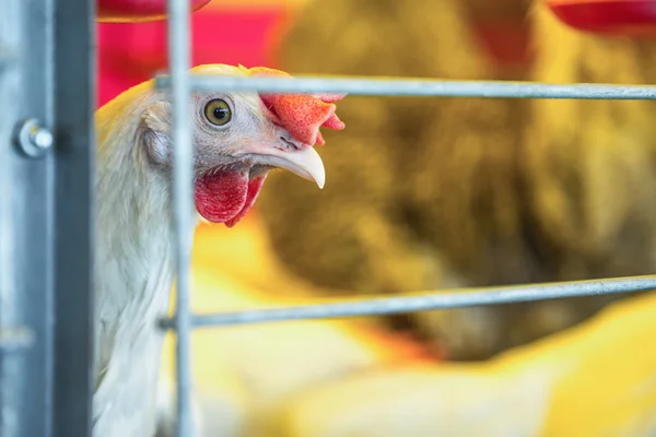 Frango em incubadora ou galinheiro — Fotografia de Stock