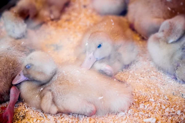 Patos pequeños o patitos en la incubadora o cooperativa de la granja — Foto de Stock