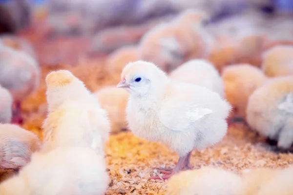 Pollos pequeños en incubadora o gallinero de granja — Foto de Stock