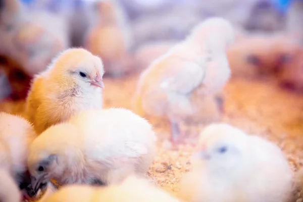 Pollos pequeños en incubadora o gallinero de granja — Foto de Stock