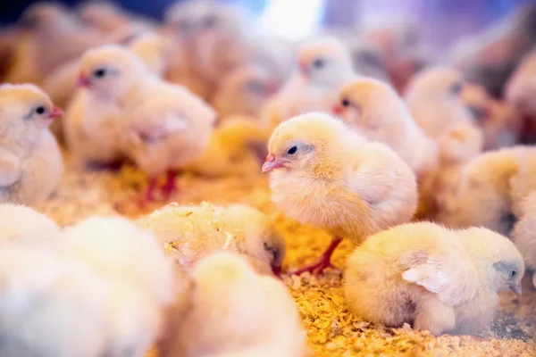 Pollos pequeños en incubadora o gallinero de granja — Foto de Stock