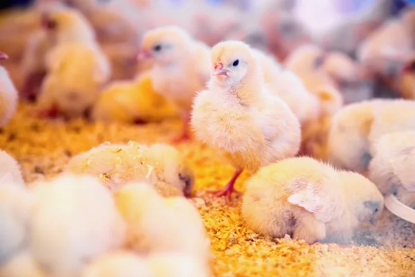 Pollos pequeños en incubadora o gallinero de granja — Foto de Stock