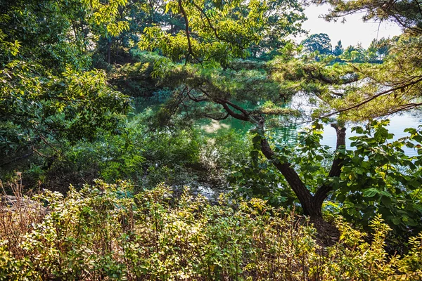 Árboles y ramas con hojas en la orilla del lago —  Fotos de Stock