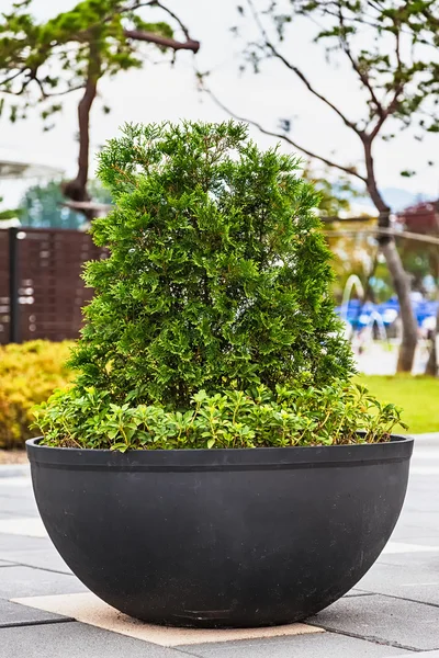 Bonsai pine tree in ceramic pot — Stock Photo, Image