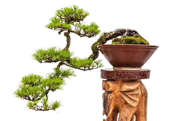 Bonsai ağacı seramik tencerede çam